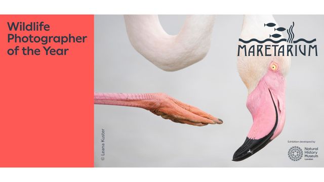 Wildlife Photographer of the Year -näyttelyn yleisöopastus 1.9. klo 17 - tapahtuman kuva