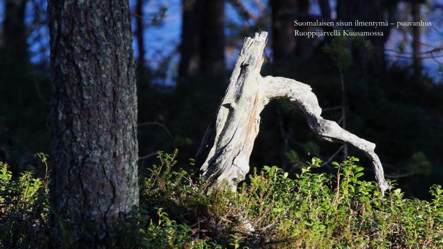 Puita ja muita vuodenkierrossa Pohjolassa ja ilmastonmuutosta Maapallolla -kirjan esittelytilaisuus - tapahtuman kuva