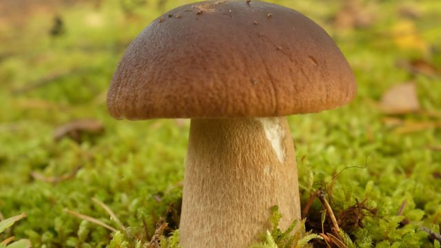 Sieniretki Vanhassa Vaasassa - tapahtuman kuva