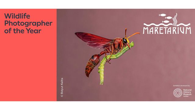 Wildlife Photographer of the Year -näyttelyn yleisöopastus 8.9. klo 17 - tapahtuman kuva