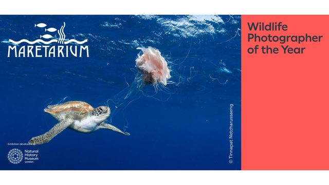 Wildlife Photographer of the Year -näyttelyn yleisöopastus 25.8. klo 17 - tapahtuman kuva