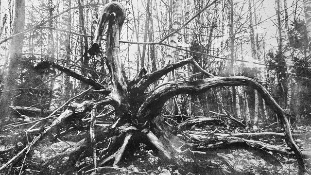 Mitä näet metsässä – otuksia Kymenlaaksosta - tapahtuman kuva