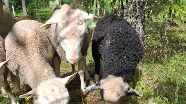 Lehtojärven kylänäyttely- aikamatka kyläkulttuurin helmeen - tapahtuman kuva