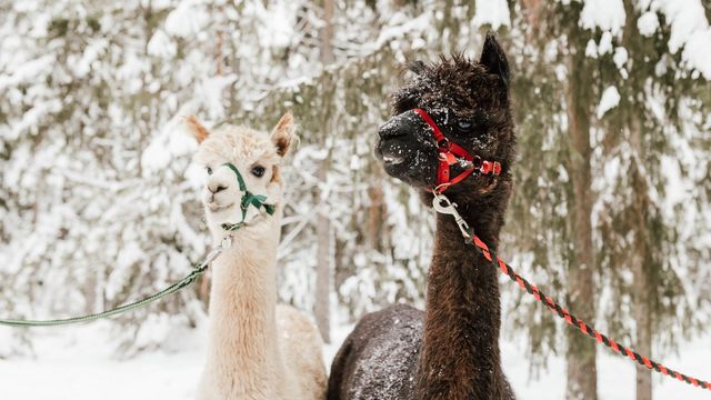 Kuvaaja: Krista Ylinen