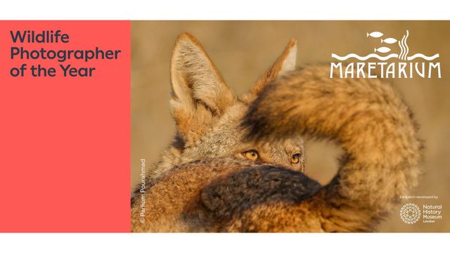 Wildlife Photographer of the Year -näyttelyn yleisöopastus 29.9. klo 17 - tapahtuman kuva