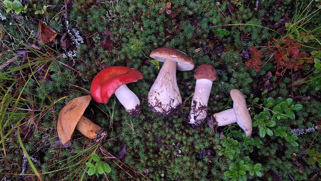 Sieniretki Ounasvaaralla - tapahtuman kuva