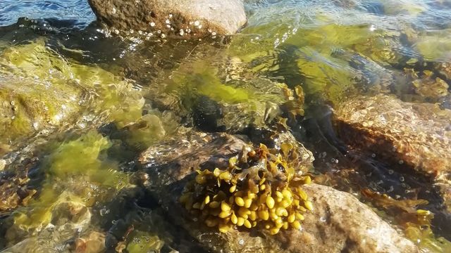 Biologisen museon Itämeripäivä - tapahtuman kuva