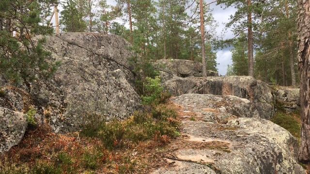 Elokuinen metsäretki Kohti uutta - tapahtuman kuva